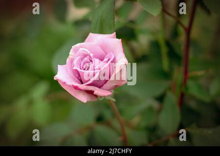 Bella rosa in giardino. Primo piano di Rose flower. Foto Stock