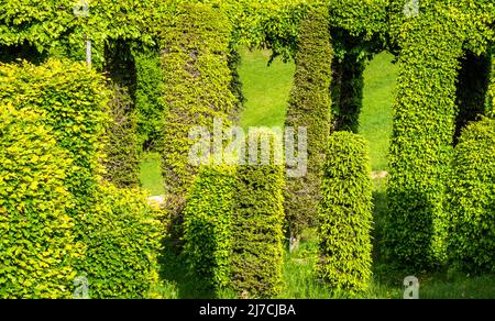 Il Rocco del Sauch è un sistema molto antico per la cattura degli uccelli. Costruzione di ortaggi negli alberi, precedentemente utilizzato per la cattura di uccelli, Italia Foto Stock