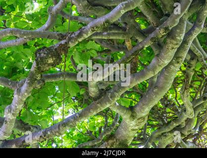 Il Rocco del Sauch è un sistema molto antico per la cattura degli uccelli. Costruzione di ortaggi negli alberi, precedentemente utilizzato per la cattura di uccelli, Italia Foto Stock