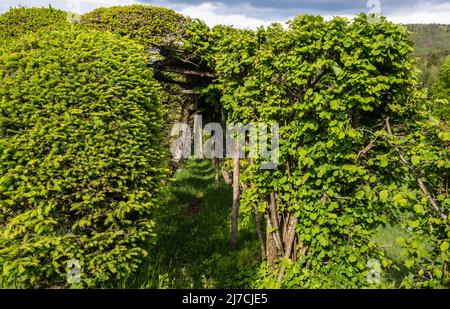 Il Rocco del Sauch è un sistema molto antico per la cattura degli uccelli. Costruzione di ortaggi negli alberi, precedentemente utilizzato per la cattura di uccelli, Italia Foto Stock