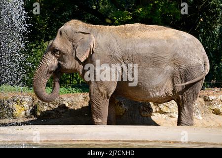 Elefante asiatico (Elephas maximus) vicino a una cascata e visto dal profilo Foto Stock