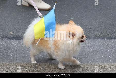 08 maggio 2022, Baviera, Monaco: Il cane di un partecipante di un raduno contro la guerra in Ucraina è decorato con una bandiera nei colori ucraini durante una marcia dimostrativa attraverso il centro della città. Foto: Karl-Josef Hildenbrand/dpa Foto Stock