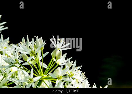 Primo piano dei fiori bianchi selvatici della stella lattea (Ornithogalum umbellatum) all'inizio dell'estate Foto Stock