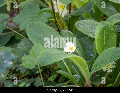 Primo piano di fiori di primula selvaggia (Primula vulgaris) in fiore all'inizio dell'estate Foto Stock