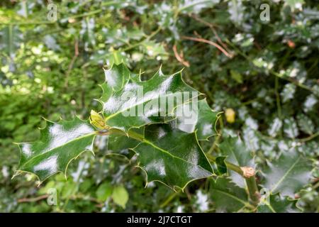 Primo piano di foglie di agrifoglio (Ilex) cerose verdi scure Foto Stock