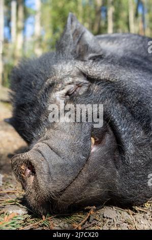 Il cinghiale sorridente e soddisfatto dorme a terra nel caldo sole primaverile, in uno zoo. Primo piano. Foto Stock