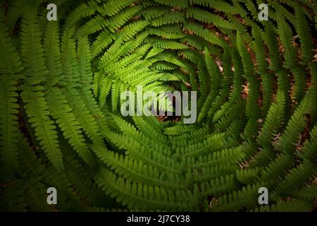 Foglie di bellezza di felce verde Athyrium filix-femina Foto Stock