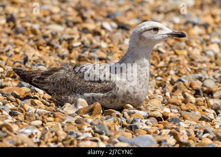 Gull di aringa giovanile (Larus argentatus) seduta su spiaggia ciottolata pancia giù shoreham by SEA uk immagine ritratto dettagliata in formato paesaggio Foto Stock