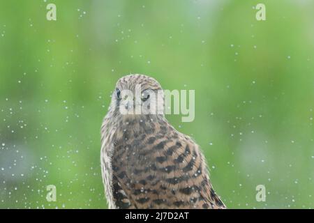 Primo piano dettaglio testa del giovane gheppio comune Foto Stock