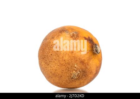 Un bergamotto secco, macro, isolato su sfondo bianco. Foto Stock