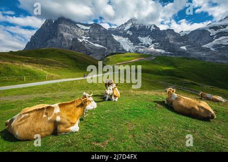 Mucche pascolo sul verde pascolo di montagna e grande vista con alte montagne sullo sfondo, Grindelwald, Oberland Bernese, Svizzera, Europa Foto Stock