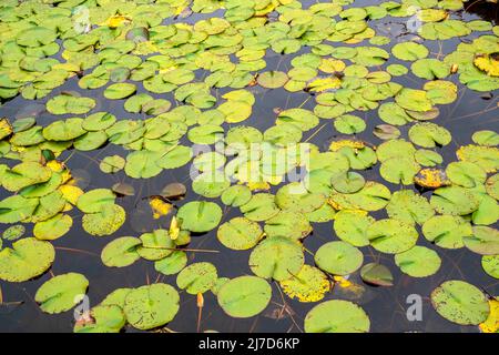 Piante acquatiche che nuotano su un lago Foto Stock