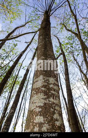 Alder Woods National Forest East Midlands Foto Stock