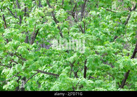 Acero albero fogliame fresco in primavera. Acero Sycamore Acer pseudoplatanus albero a foglia larga fresco verde primavera nuovo fogliame Foto Stock