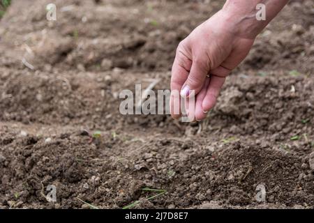 Una mano femminile mette un seme in un campo agricolo in una giornata di primavera soleggiata. Semina primaverile di concetto vegetale. Primo piano, messa a fuoco selettiva Foto Stock