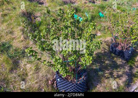 Vista ravvicinata della crescente macchia di ribes nero in vasi d'aria in giardino sulla superficie di montagna. Svezia. Foto Stock