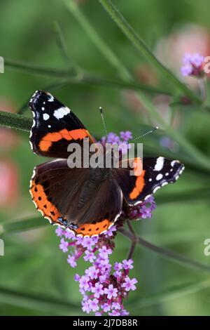 Butterfly dell'ammiraglio rosso (Vanessa atalanta) sui fiori di Verbena bonariensis in Hertfordshire, Regno Unito Foto Stock