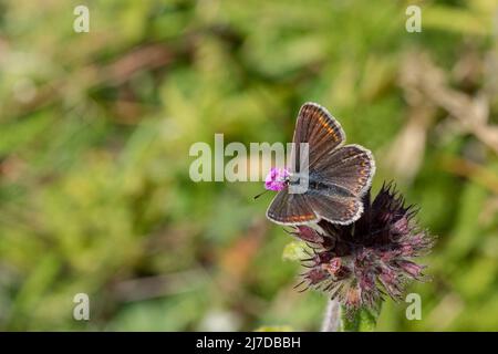 Farfalla Foto Stock