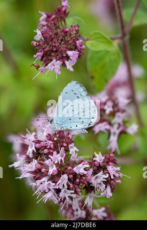 Holly Blue Butterfly nectarine su Wild Marjoram, Oxfordshire, Regno Unito Foto Stock