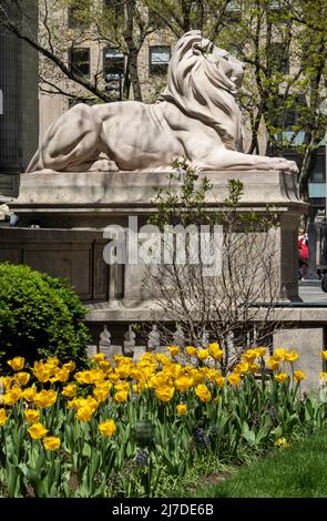 Statua del Leone in primavera, New York Public Library, Main Branch, New York 2022 Foto Stock