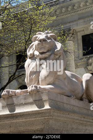 Statua del Leone in primavera, New York Public Library, Main Branch, New York 2022 Foto Stock