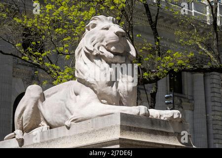 Statua del Leone in primavera, New York Public Library, Main Branch, New York 2022 Foto Stock