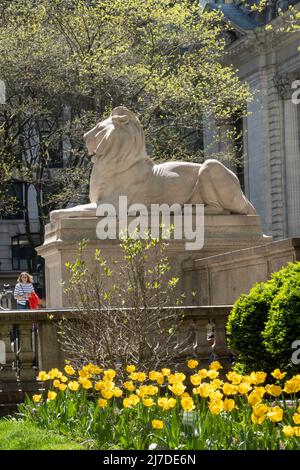 Statua del Leone in primavera, New York Public Library, Main Branch, New York 2022 Foto Stock