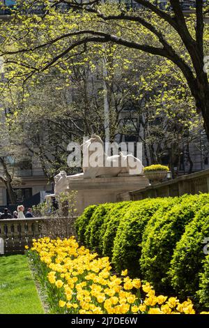 Statua del Leone in primavera, New York Public Library, Main Branch, New York 2022 Foto Stock