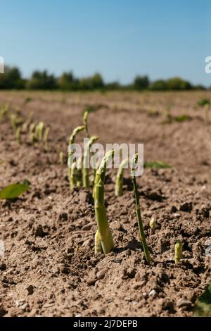 Asparagi verdi spara su un campo vicino a Petershagen in East-Westfalia (Germania) Foto Stock