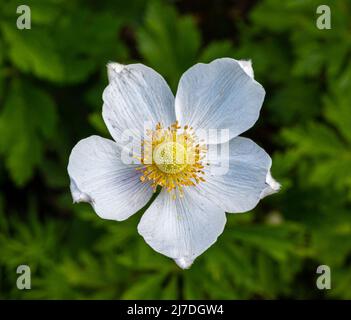 Snowdrop Windflower Anemone sylvestris close up di fiori. Baden Baden, Baden Wuerttemberg, Germania Foto Stock