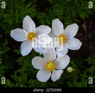 Snowdrop Windflower Anemone sylvestris close up di fiori. Baden Baden, Baden Wuerttemberg, Germania Foto Stock