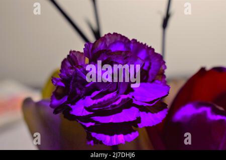 Fotografia di un fiore di garofano sotto la luce nera Foto Stock