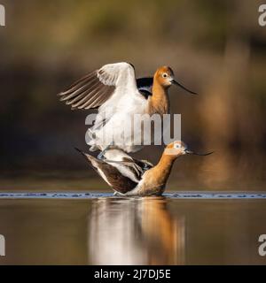 Avoceti americani (Recurvirostra americana) che riprodusurano in stagno la mattina della primavera Colorado, USA Foto Stock