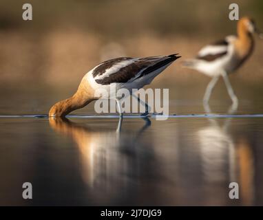 Primo piano di avocet americano (Recurvirostra americana) in stagno sulla luce del sole di mattina di primavera Colorado, Stati Uniti Foto Stock