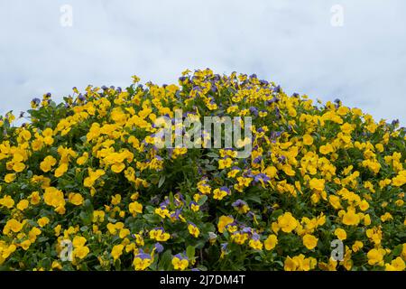 Primo piano di giallo pansy fiore, la pansy giardino è un tipo di grande-fiorito ibrido pianta coltivata come un fiore giardino. Questa immagine era sfocata o sel Foto Stock