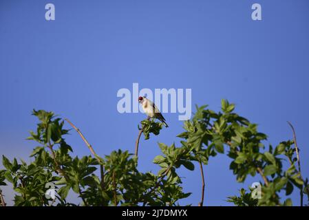 RSPB Loch Leven Perthshire Scozia Foto Stock