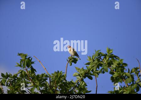 RSPB Loch Leven Perthshire Scozia Foto Stock