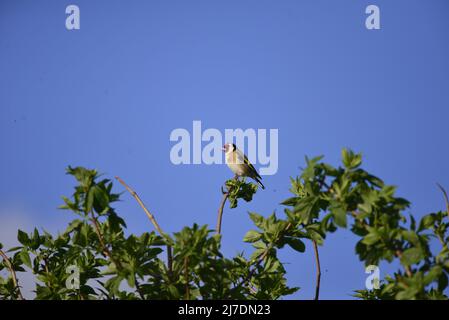 Goldfinch Loch Leven Perthshire Scozia Foto Stock