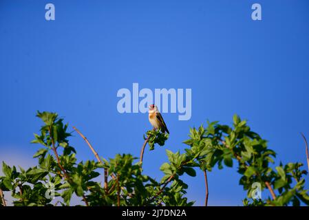 Goldfinch Loch Leven Perthshire Scozia Foto Stock