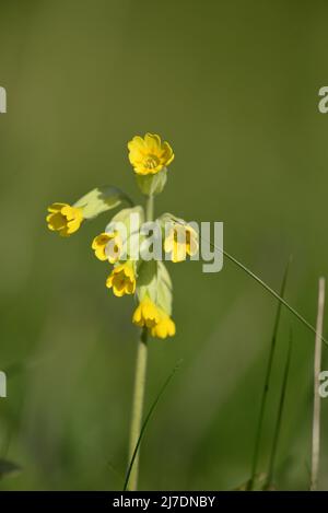 Cowslip RSPB Loch Leven Perthshire Scozia Foto Stock