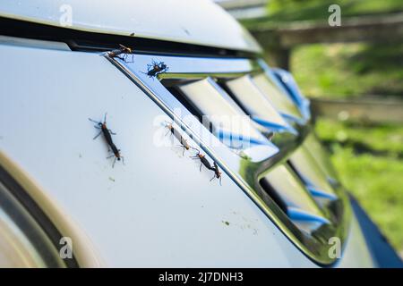 Ami la stagione dei bug con insetti vivi e morti su una griglia bianca per auto Foto Stock