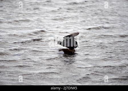 Coot RSPB Loch Leven Perthshire Scozia Foto Stock