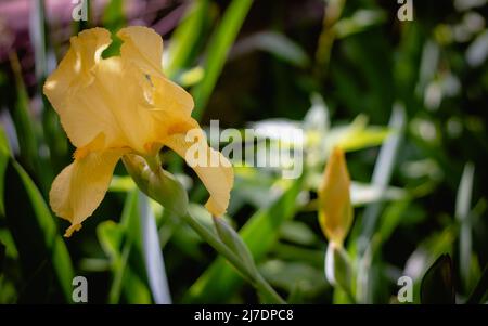 Fuoco macro selettivo iride o giallo (iris pseudacorus). Foto Stock