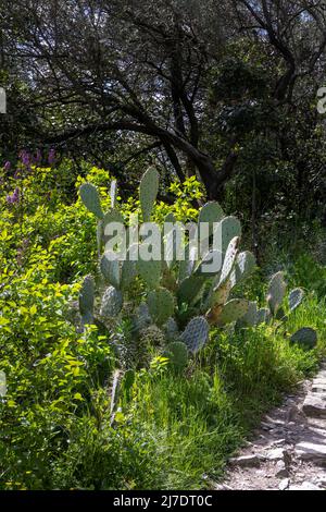 Pricly pera cactus o Opuntia ficus-indica nel sud della Francia in primavera Foto Stock