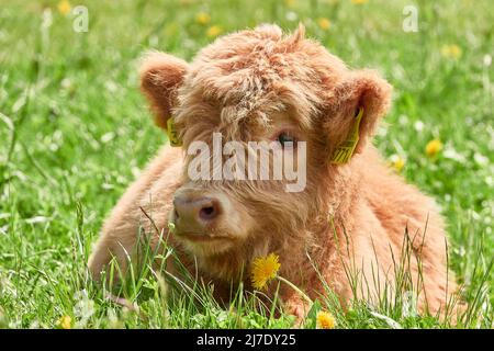 Il polpaccio scozzese delle Highland marrone chiaro giace nell'erba, guardando la macchina fotografica. Fehraltorf, Zurigo Oberland, Svizzera Foto Stock