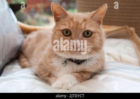 gatto zenzero, adulto, sdraiato sulla sedia Foto Stock