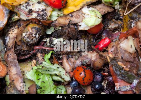 Marciando il cibo che compositing in wormery, Regno Unito Foto Stock