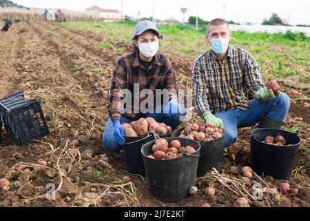 Coltivatori in maschera protettiva che posano su piantagione vegetale vicino mucchio di secchio con patate raccolte Foto Stock
