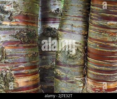 Tronco di un albero maturo di Prunus Serrula (ciliegia giapponese o tibetana) che mostra la sua corteccia pelante e come la corteccia rossa appena esposta sbiadisca facendo le strisce. Foto Stock