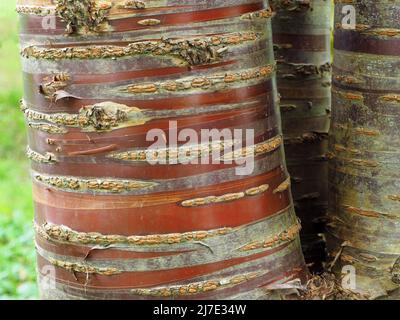 Tronco di un albero maturo di Prunus Serrula (ciliegia giapponese o tibetana) che mostra la sua corteccia pelante e come la corteccia rossa appena esposta sbiadisca facendo le strisce. Foto Stock